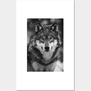 Majestic Wolf in Greyscale Posters and Art